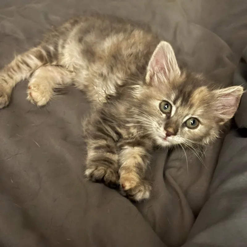 A baby small-sized female Gray / Blue / Silver Domestic Medium Hair cat named Celia Cruz for adoption in Spokane, WA