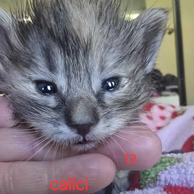 Celia Cruz thumbnail 2