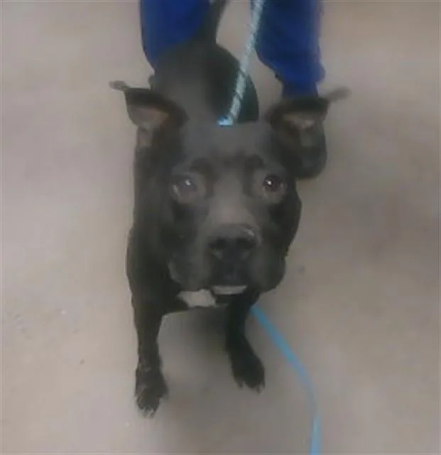 A young large-sized male Pit Bull Terrier dog named Scrappy for adoption in Phoenix, AZ
