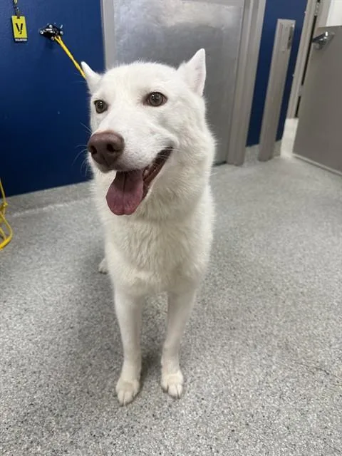 An adult large-sized male Siberian Husky dog named Simo for adoption in Pasadena, TX
