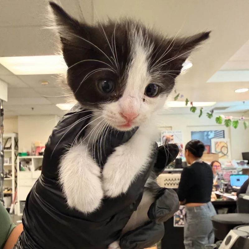 A baby small-sized female Black Domestic Short Hair cat named Pumpkin Pie for adoption in Los Angeles, CA
