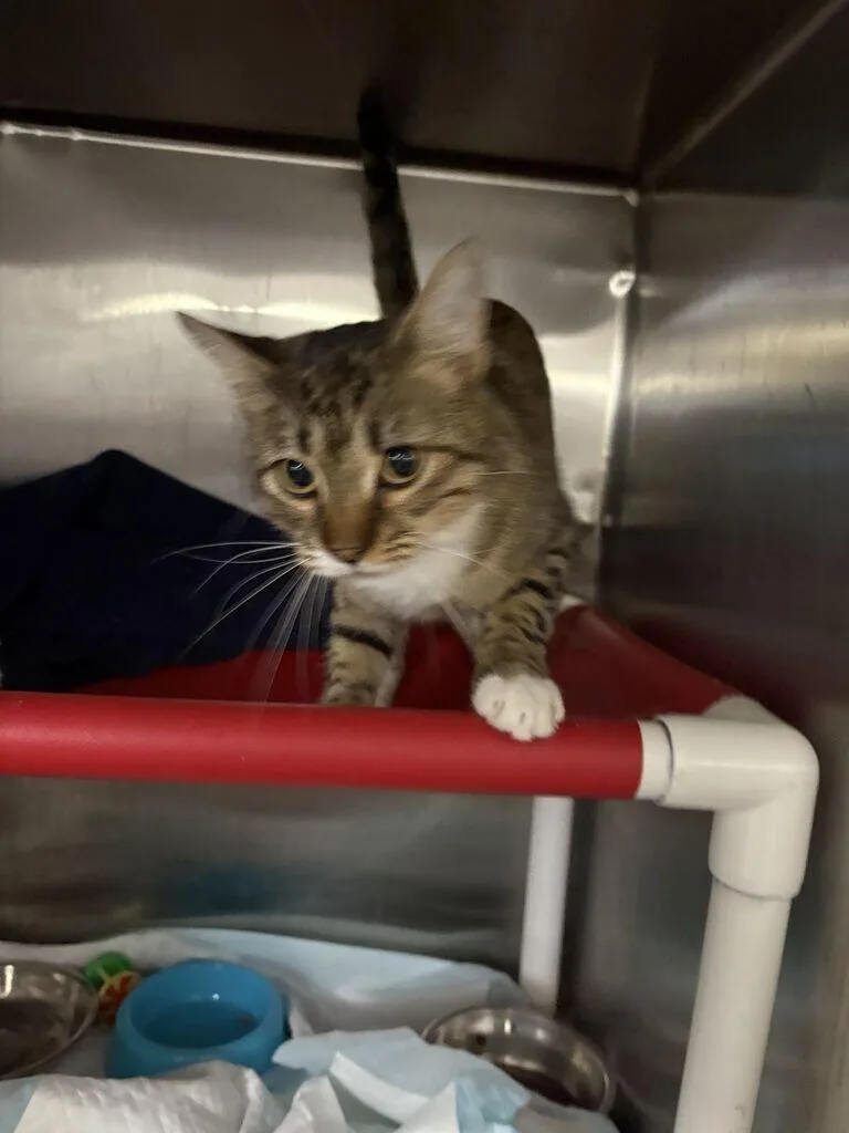 An adult medium-sized female Tabby (Brown / Chocolate) Domestic Short Hair cat named Lady May for adoption in Cincinnati, OH