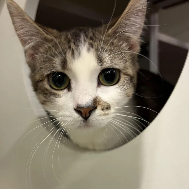A young medium-sized female Brown / Chocolate Domestic Short Hair cat named Eyrie for adoption in St. Paul, MN
