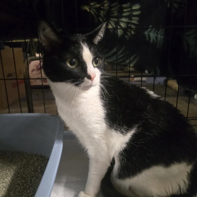 An adult large-sized female Black & White / Tuxedo Domestic Short Hair cat named Smores for adoption in Reeseville, WI
