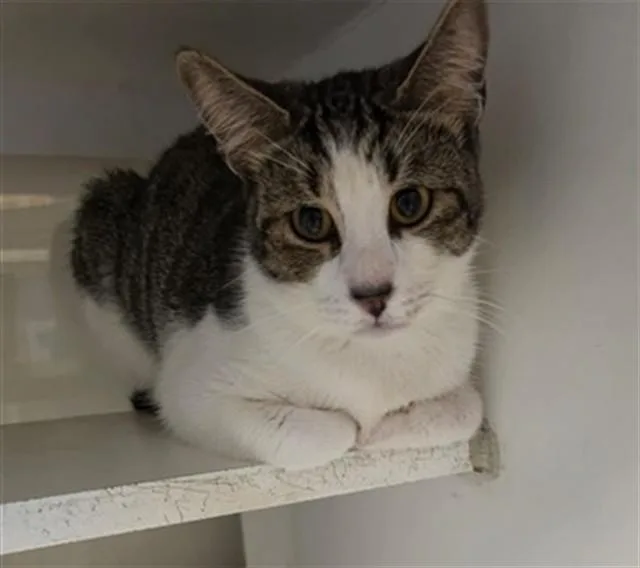 A young small-sized male Domestic Short Hair cat named Rigby for adoption in Miami, FL