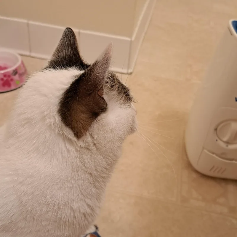 An adult medium-sized female White Domestic Short Hair cat named Cheesecake for adoption in Buffalo, NY