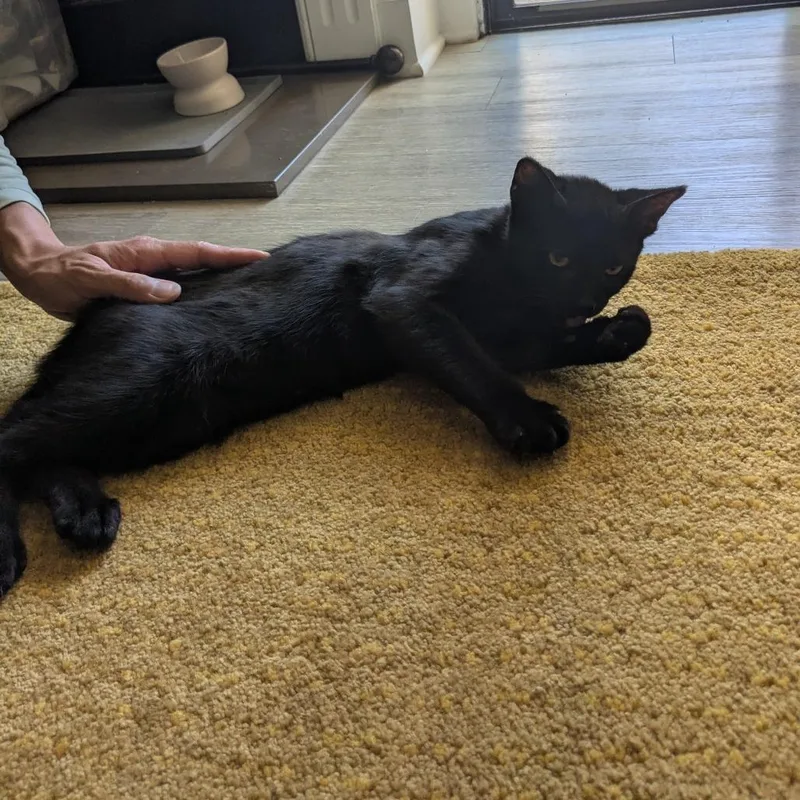 A baby small-sized male Black Domestic Short Hair cat named Union Pacific for adoption in Long Beach, CA
