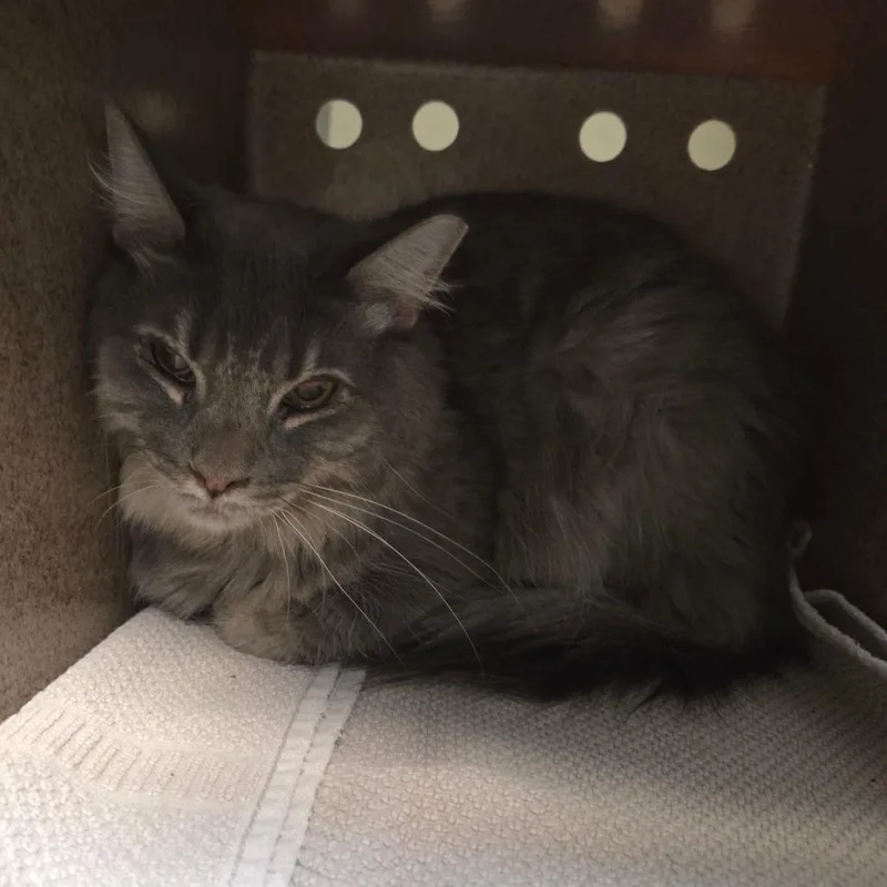 An adult small-sized female Gray / Blue / Silver Domestic Medium Hair cat named Name Unknown for adoption in Pasadena, CA