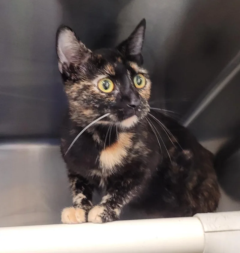 A young large-sized female Domestic Short Hair cat named Twix for adoption in Hopkinsville, KY