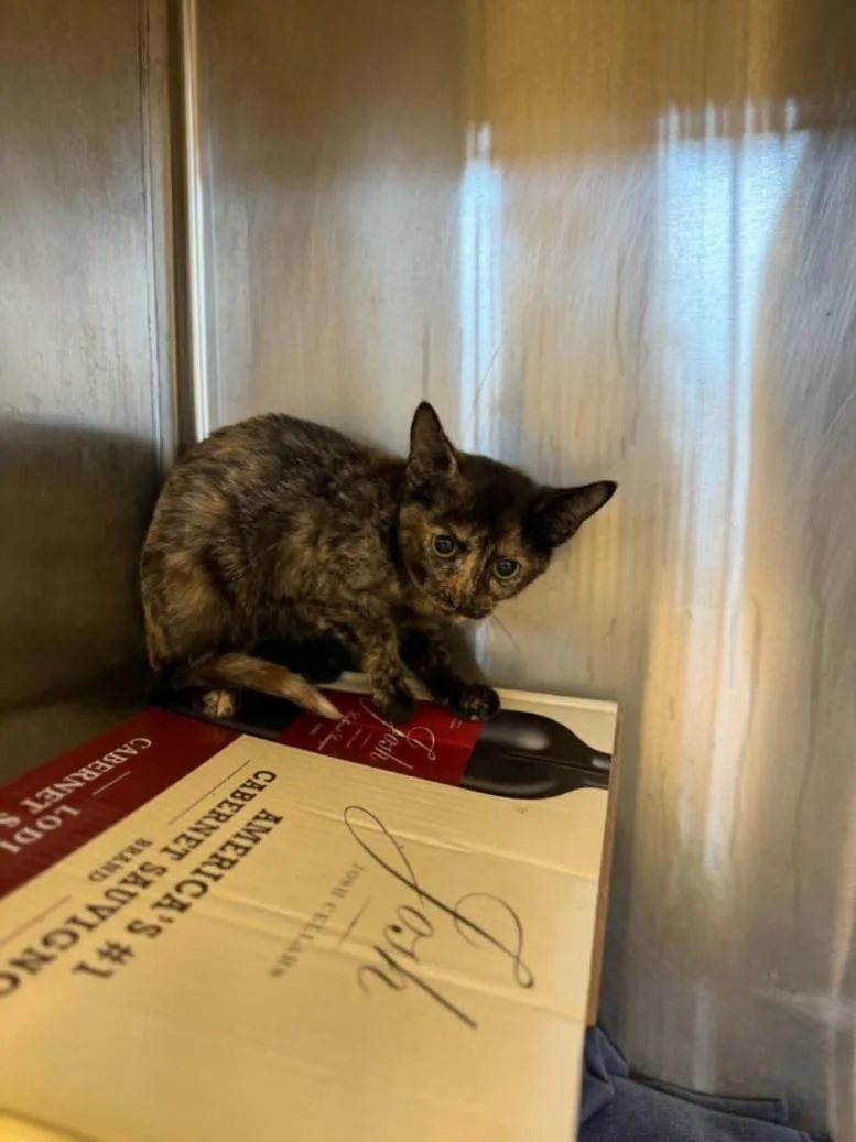 A baby small-sized female Domestic Short Hair cat named Jenny for adoption in Houston, TX