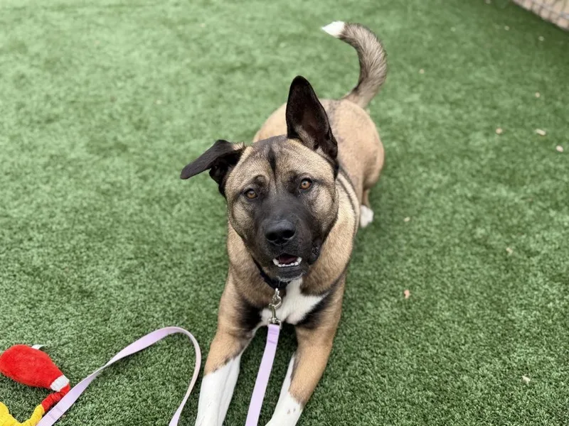 A young large-sized male Tricolor (Brown, Black, & White) Akita dog named Kai for adoption in San Francisco, CA