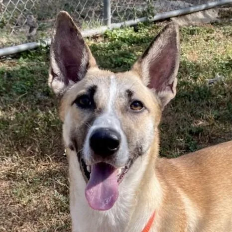 A young medium-sized female Yellow / Tan / Blond / Fawn Basenji dog named Buffy for adoption in Wimberley, TX