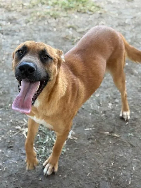 An adult large-sized female German Shepherd Dog dog named Daisy for adoption in Riverside, CA
