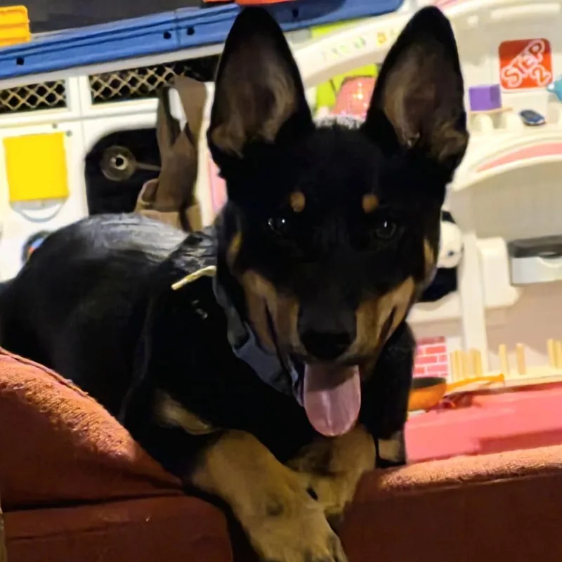 Buddy