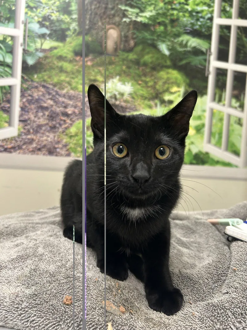 A baby medium-sized male Black Domestic Short Hair cat named Ren for adoption in Lancaster, PA