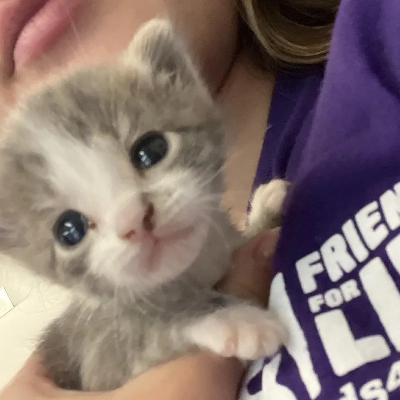 Frankie