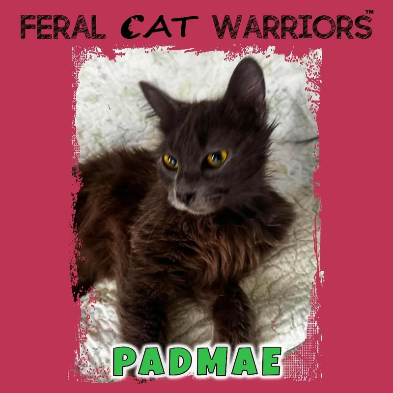 Padmae