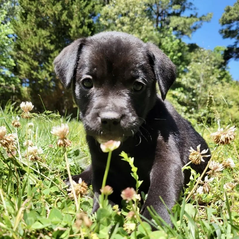 A baby small-sized female Black Labrador Retriever dog named Imola for adoption in Wake Forest, NC