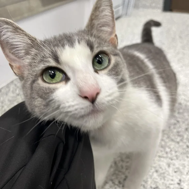 An adult medium-sized female White Domestic Short Hair cat named Fettuccine for adoption in Fort Wayne, IN