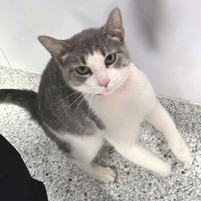 Fettuccine thumbnail 2