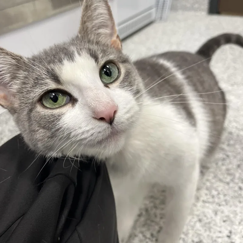 Fettuccine thumbnail 3