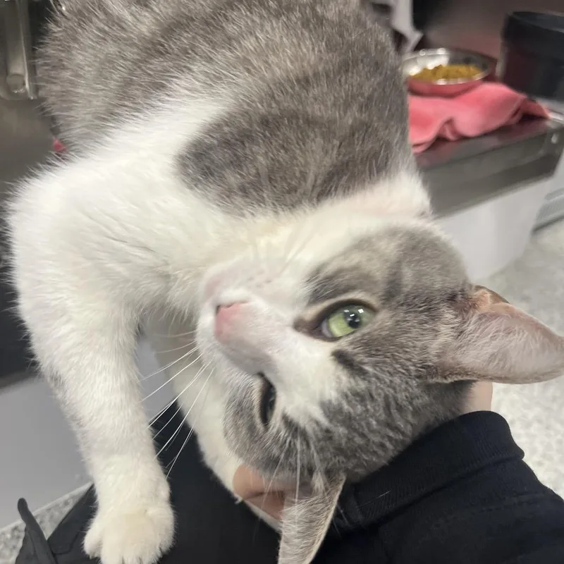 Fettuccine thumbnail 4