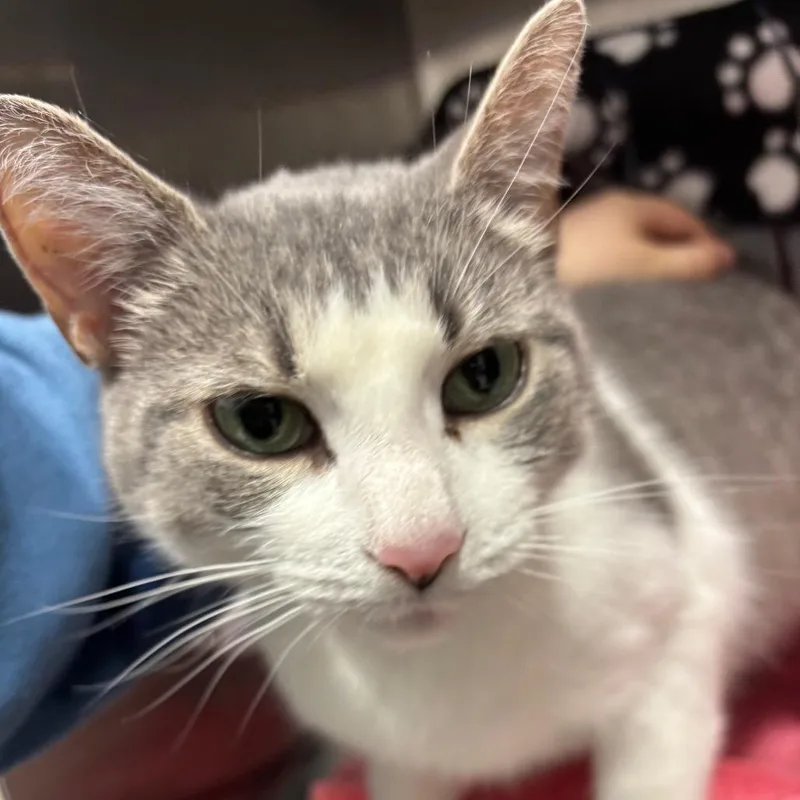 Fettuccine thumbnail 5