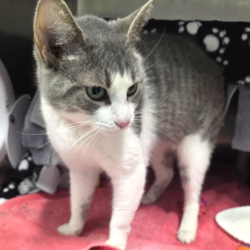 Fettuccine thumbnail 6