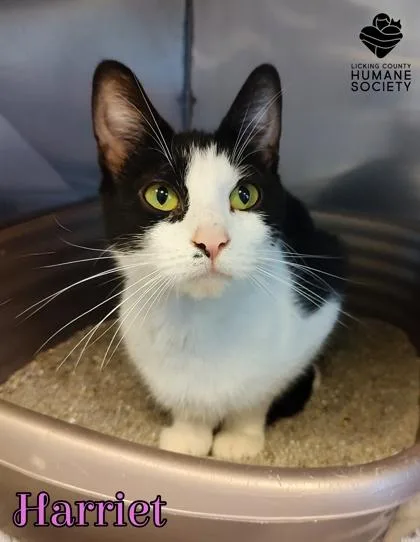 An adult small-sized female Domestic Short Hair cat named Harriet for adoption in Heath, OH