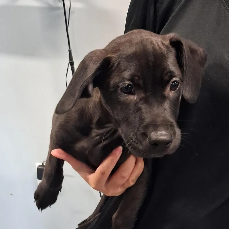 A baby medium-sized female Labrador Retriever dog named Wiggles for adoption in Gautier, MS