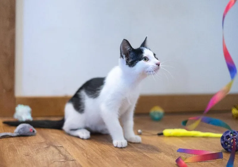 A baby small-sized male Black & White / Tuxedo Domestic Short Hair cat named Cosmic Brownie for adoption in Breinigsville, PA