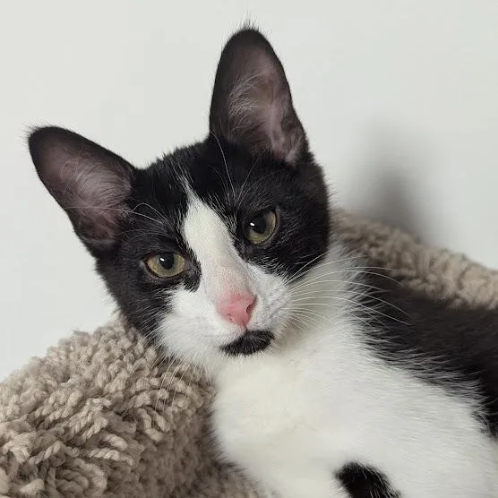 A baby medium-sized female Black & White / Tuxedo Domestic Short Hair cat named Inkblot for adoption in Shippenville, PA
