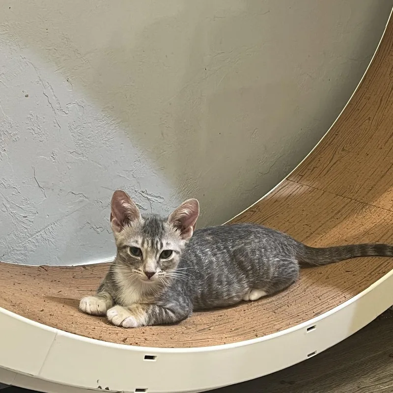 A baby small-sized female Tortoiseshell Domestic Short Hair cat named Lilypad for adoption in Costa Mesa, CA