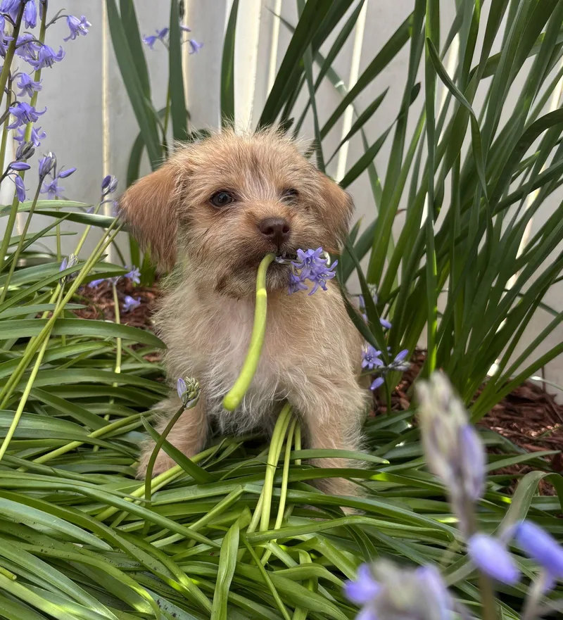 A baby small-sized male Yorkshire Terrier dog named Butterscotch for adoption in Seattle, WA