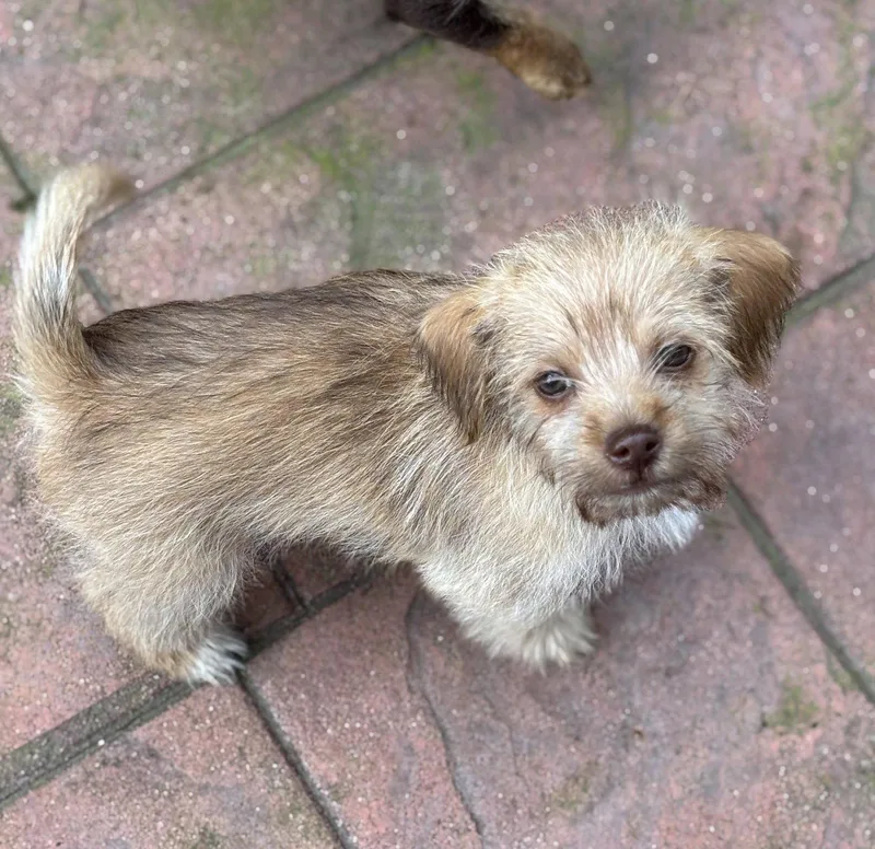 Butterscotch thumbnail 2