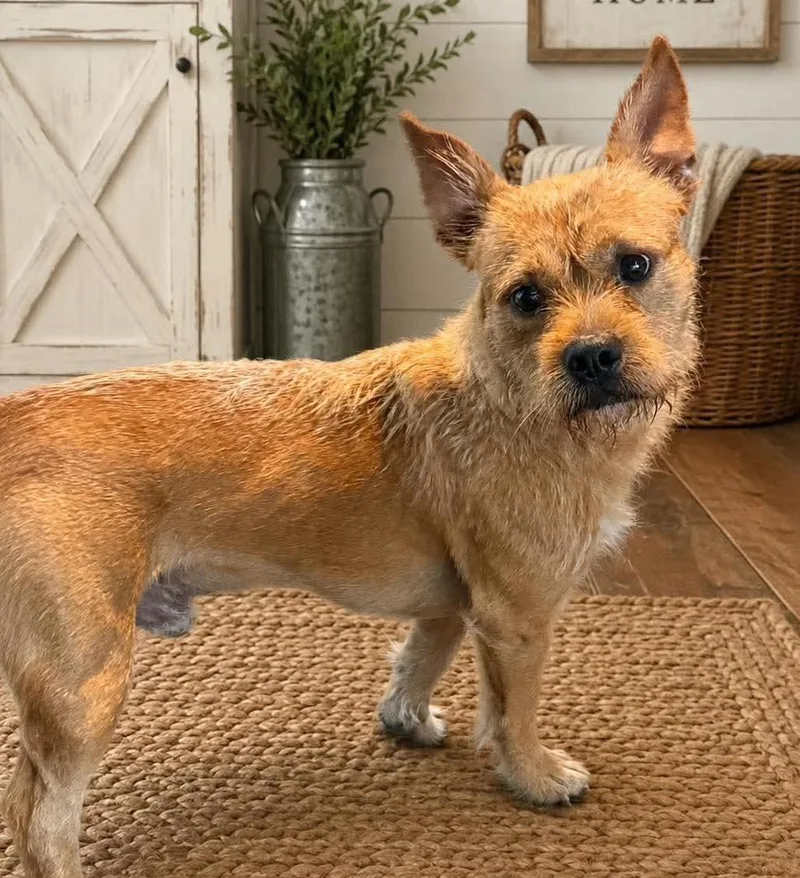 An adult small-sized male Wire Fox Terrier dog named Toby for adoption in Grand Bay, AL