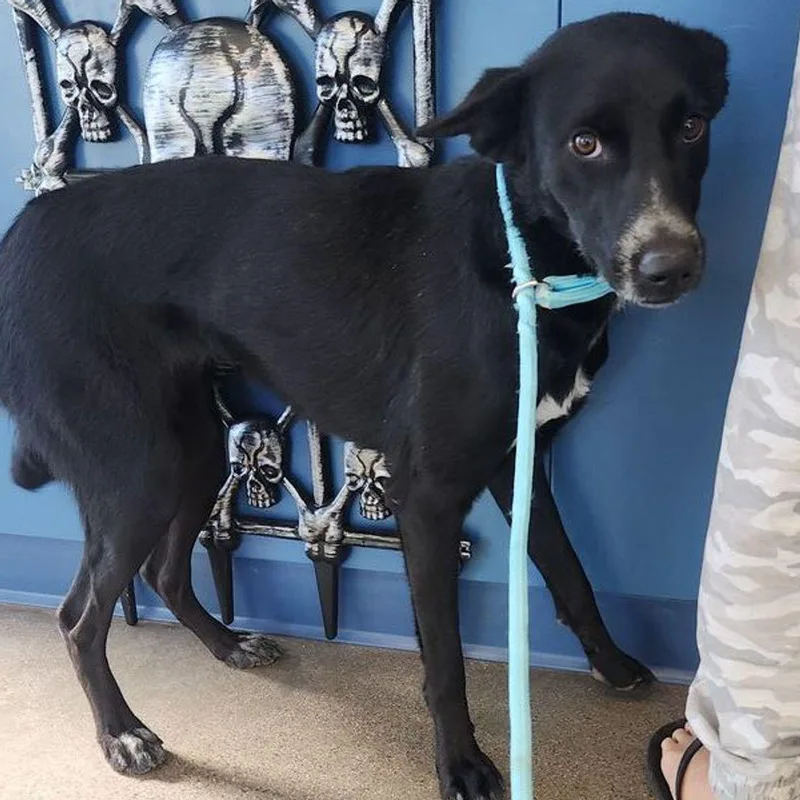 An adult medium-sized female Black Catahoula Leopard Dog named Roxette for adoption in Kingman, AZ