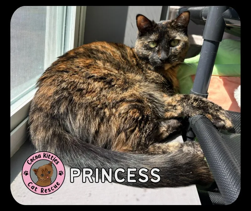 An adult large-sized female Domestic Short Hair cat named Princess for adoption in Hershey, PA