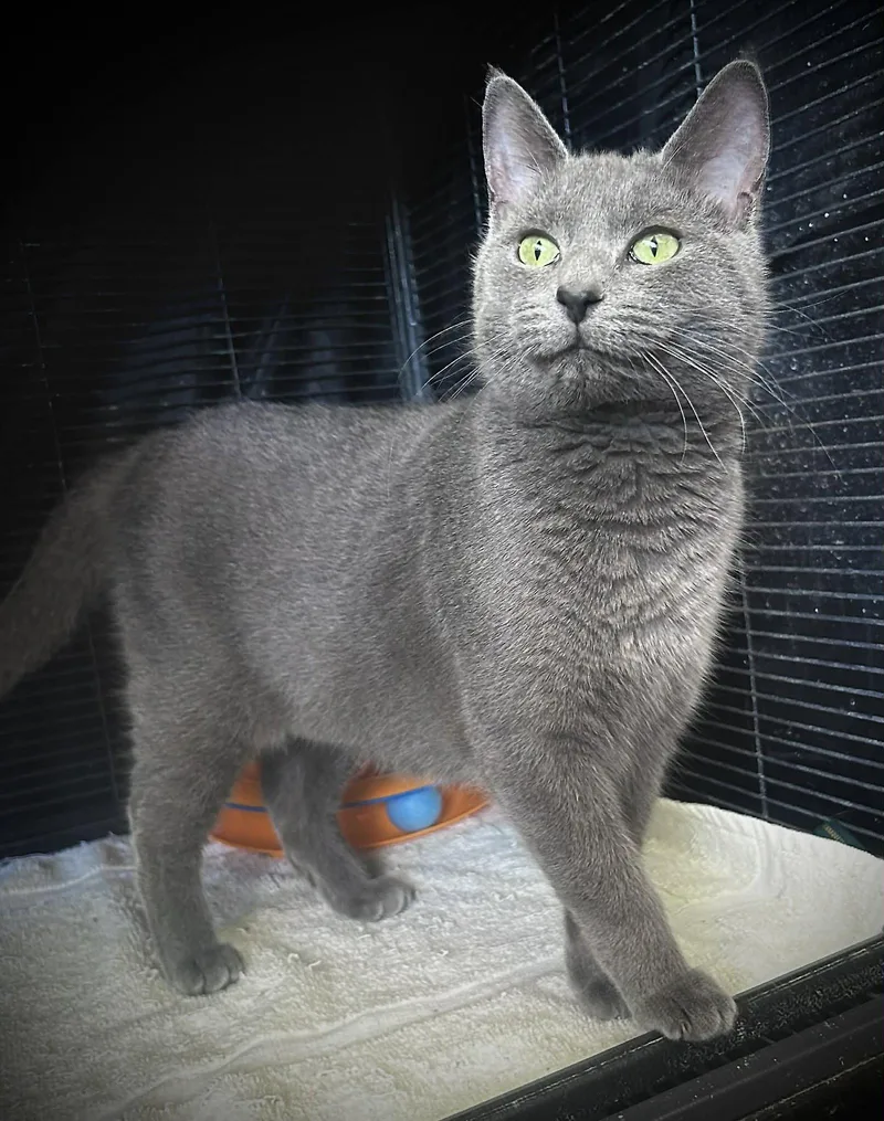 An adult medium-sized female Gray / Blue / Silver Domestic Short Hair cat named Jetta for adoption in Gettysburg, PA