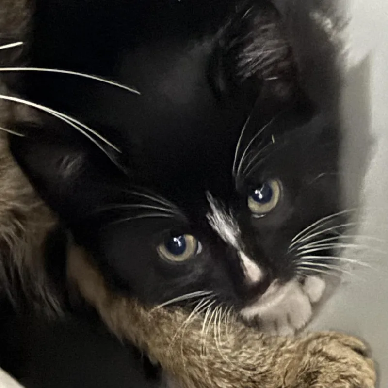 A baby small-sized male Black Domestic Short Hair cat named Reaper for adoption in Marion, VA