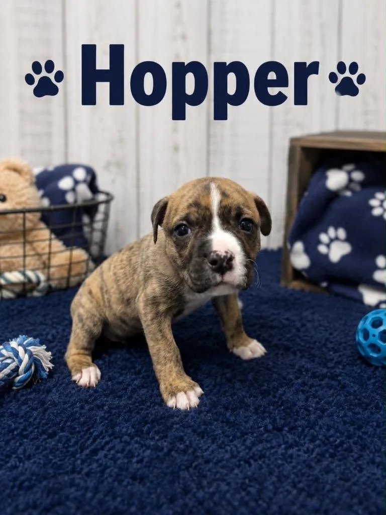 Hopper thumbnail 3