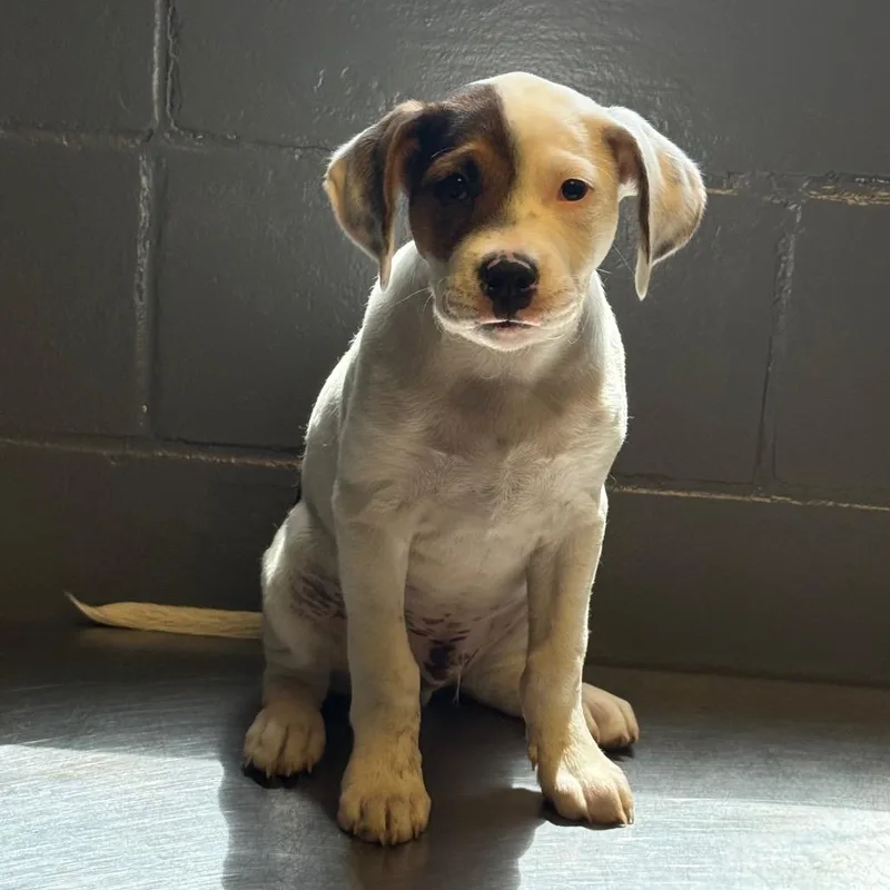 A baby small-sized male White / Cream Hound dog named Tuscstray for adoption in Tuscaloosa, AL