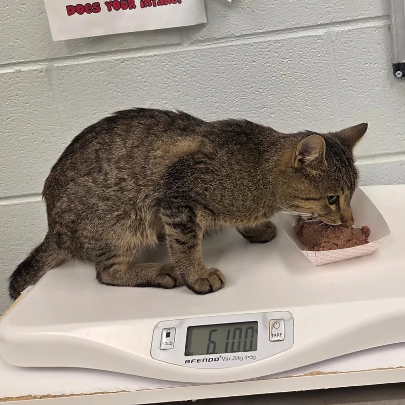 An adult medium-sized male Domestic Long Hair cat named Anakin for adoption in Chattanooga, TN