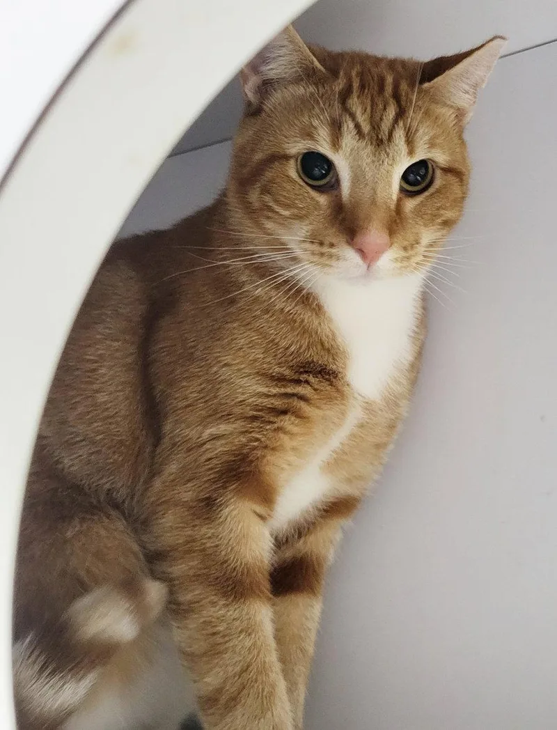 Fritatta FIV+