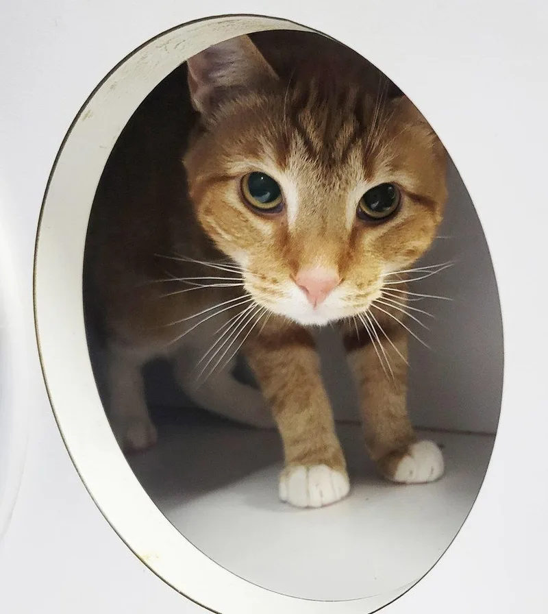 Fritatta FIV+ thumbnail 2