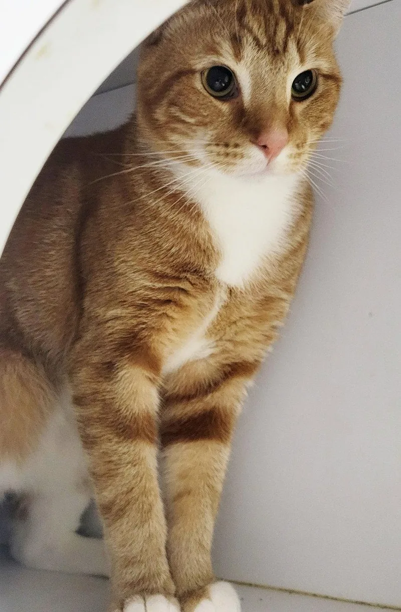 Fritatta FIV+ thumbnail 3