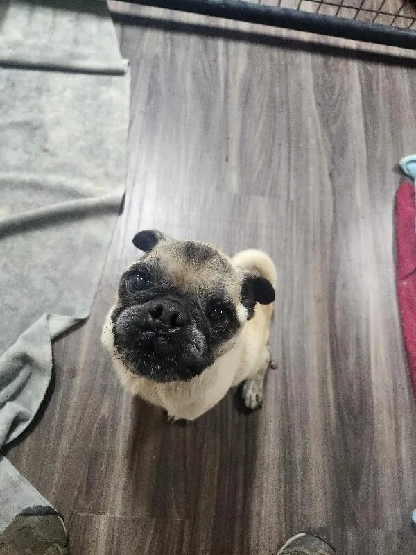 An adult small-sized male Pug dog named Roy for adoption in Windsor, CO