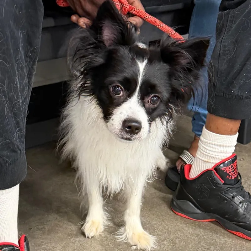 An adult small-sized male White / Cream Papillon dog named Micah for adoption in Tampa, FL