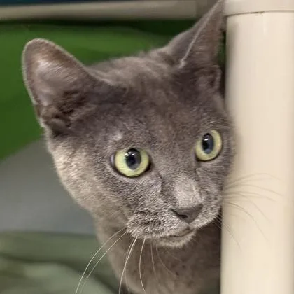 A young medium-sized female Gray / Blue / Silver Domestic Short Hair cat named Joanne for adoption in Lansing, MI