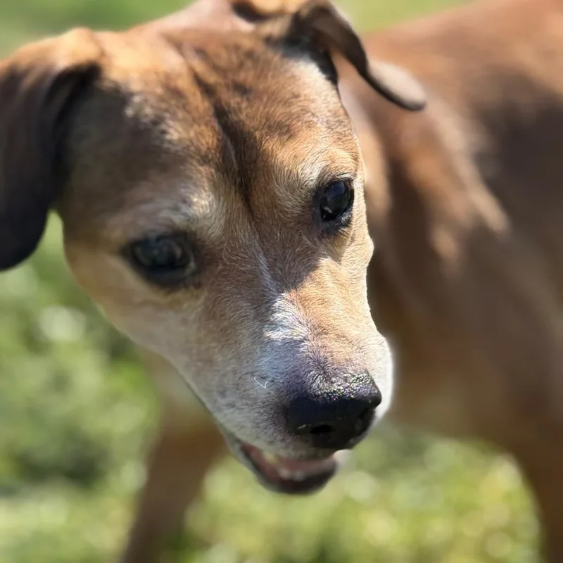 A senior medium-sized male Brown / Chocolate Mixed Breed dog named Bb for adoption in Norman, OK